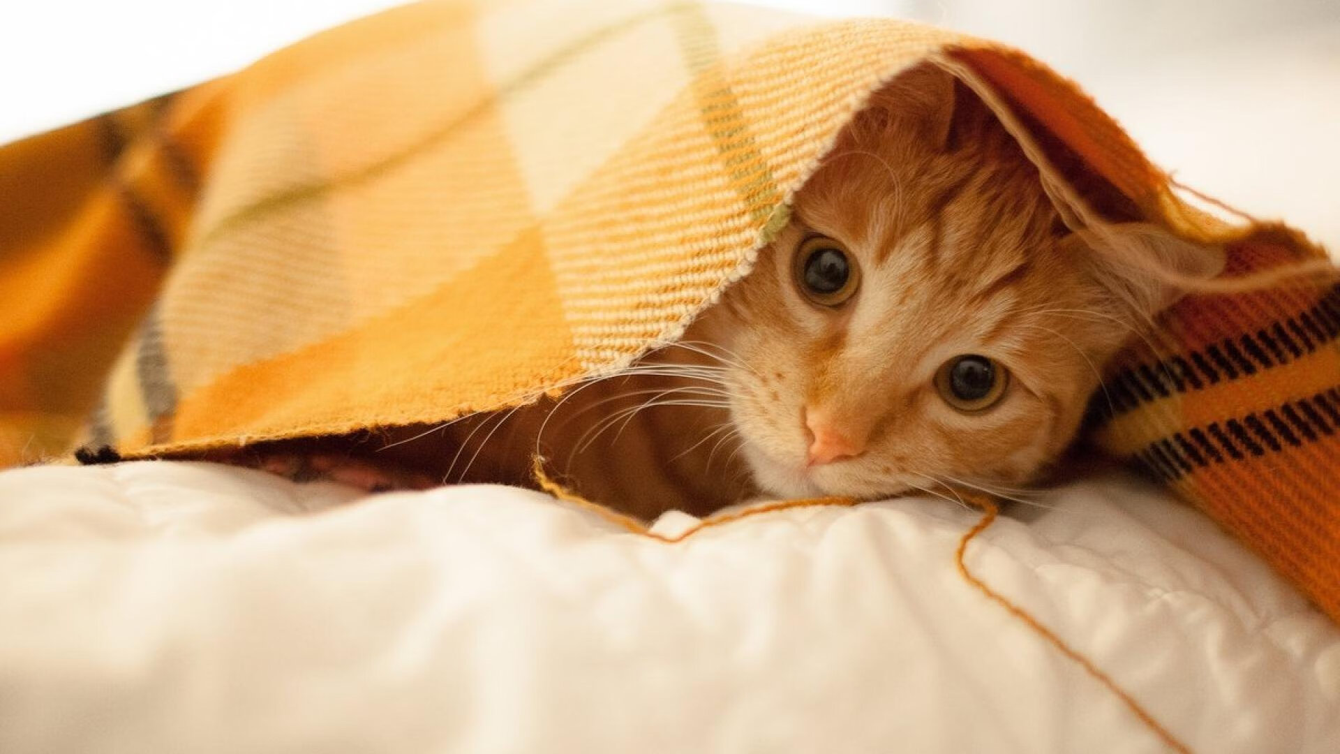 开云体育官网-绿茵烽火映照篮球场,当开拓者的欧冠级后场击穿灰熊铁壁