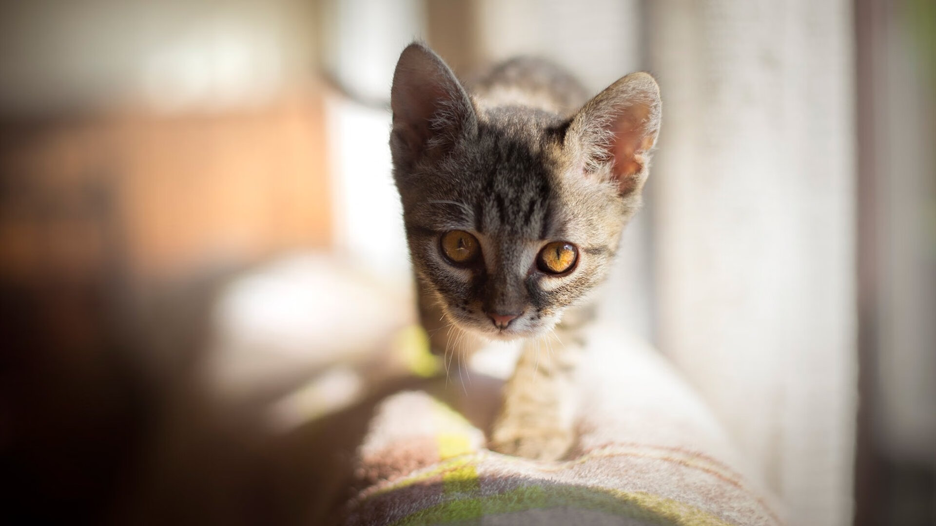 舞台之王范弗利特，当鹈鹕以铁血终结马刺，篮球哲学再证越大越强