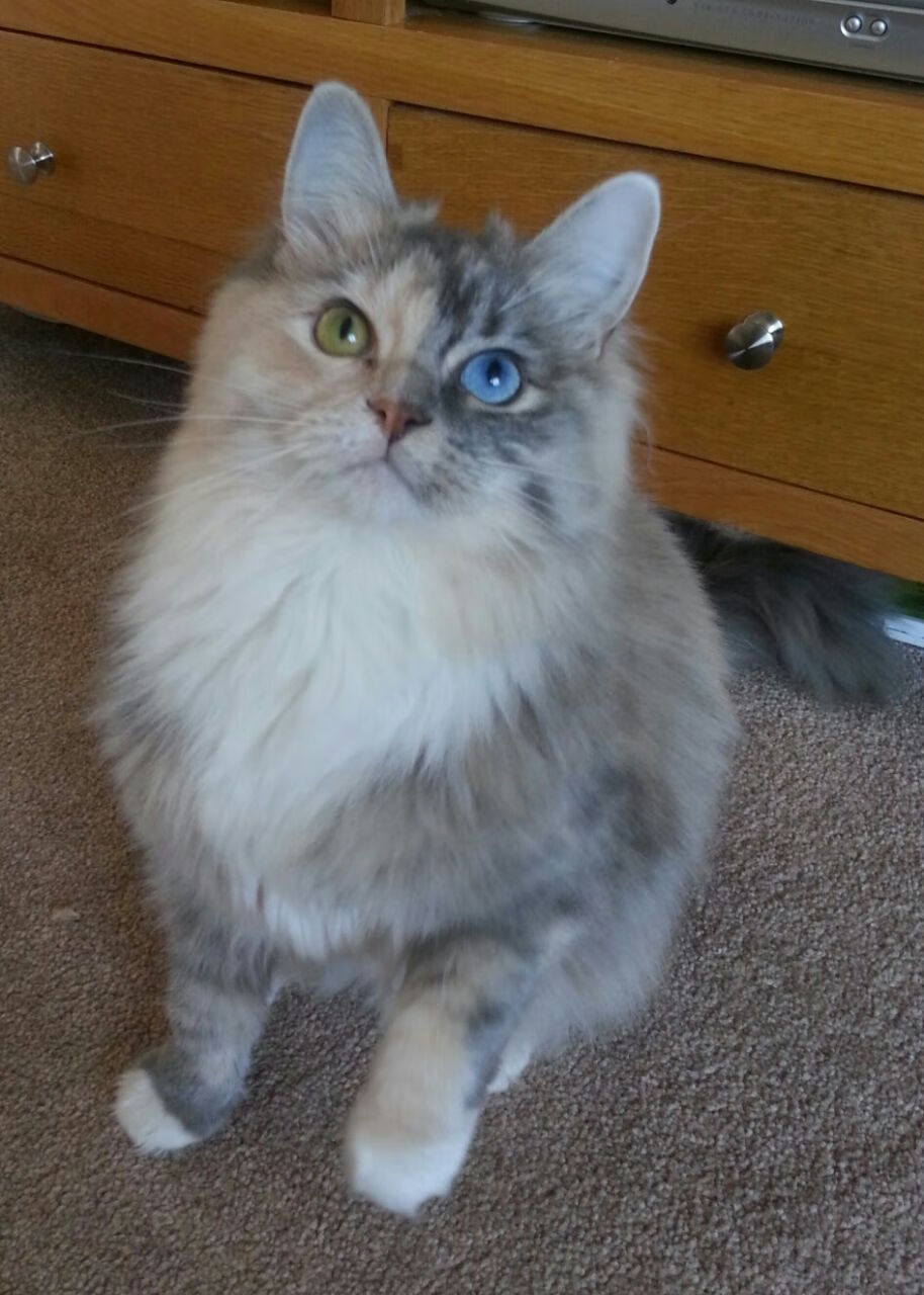 鸣笛与终场哨，一场关于速度与准度的平行传奇