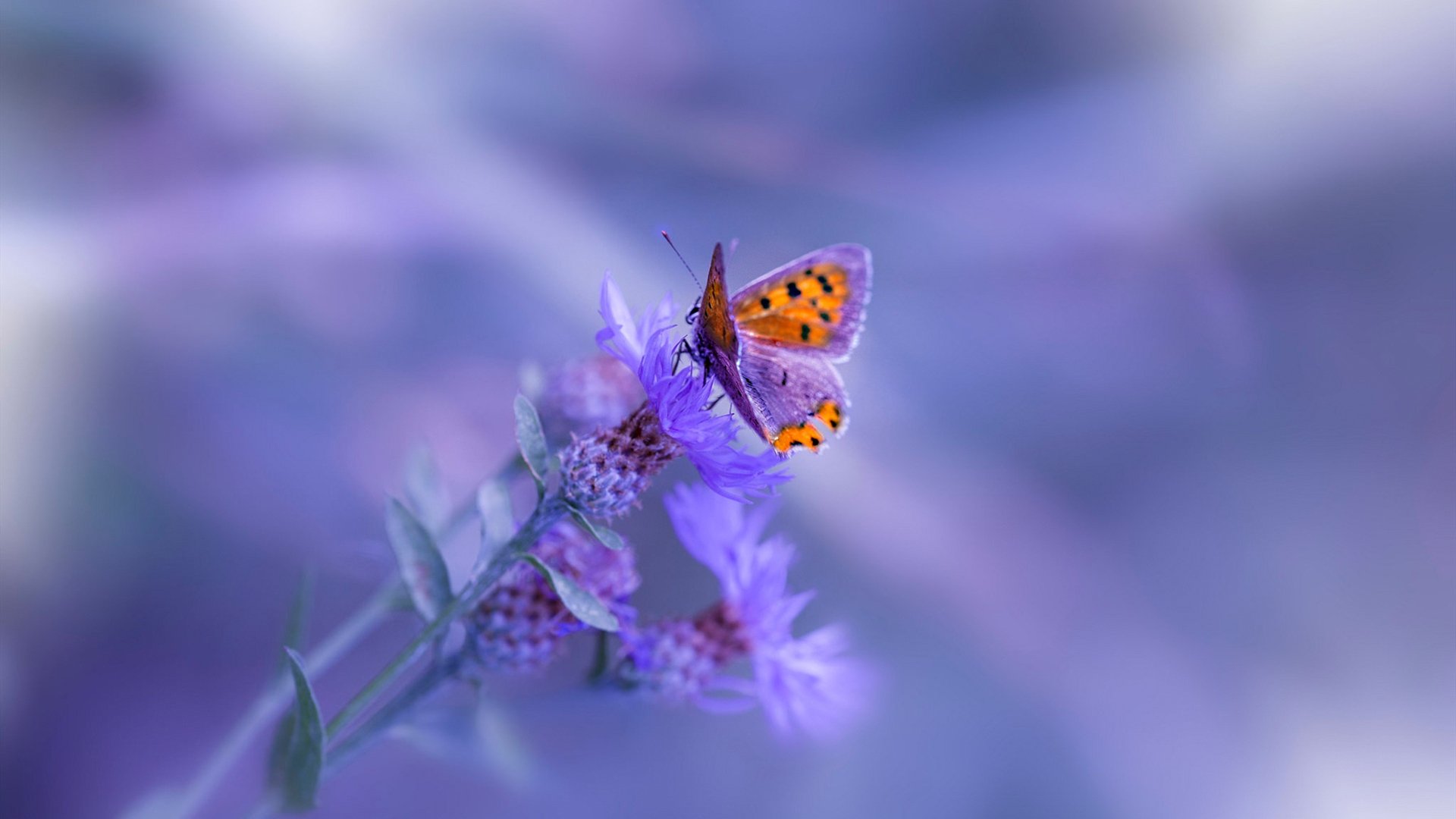 冷门的烈焰，寒流的回响，当摩洛哥的沙尘暴席卷卡塔尔，英格兰的贝林厄姆在远处若隐若现