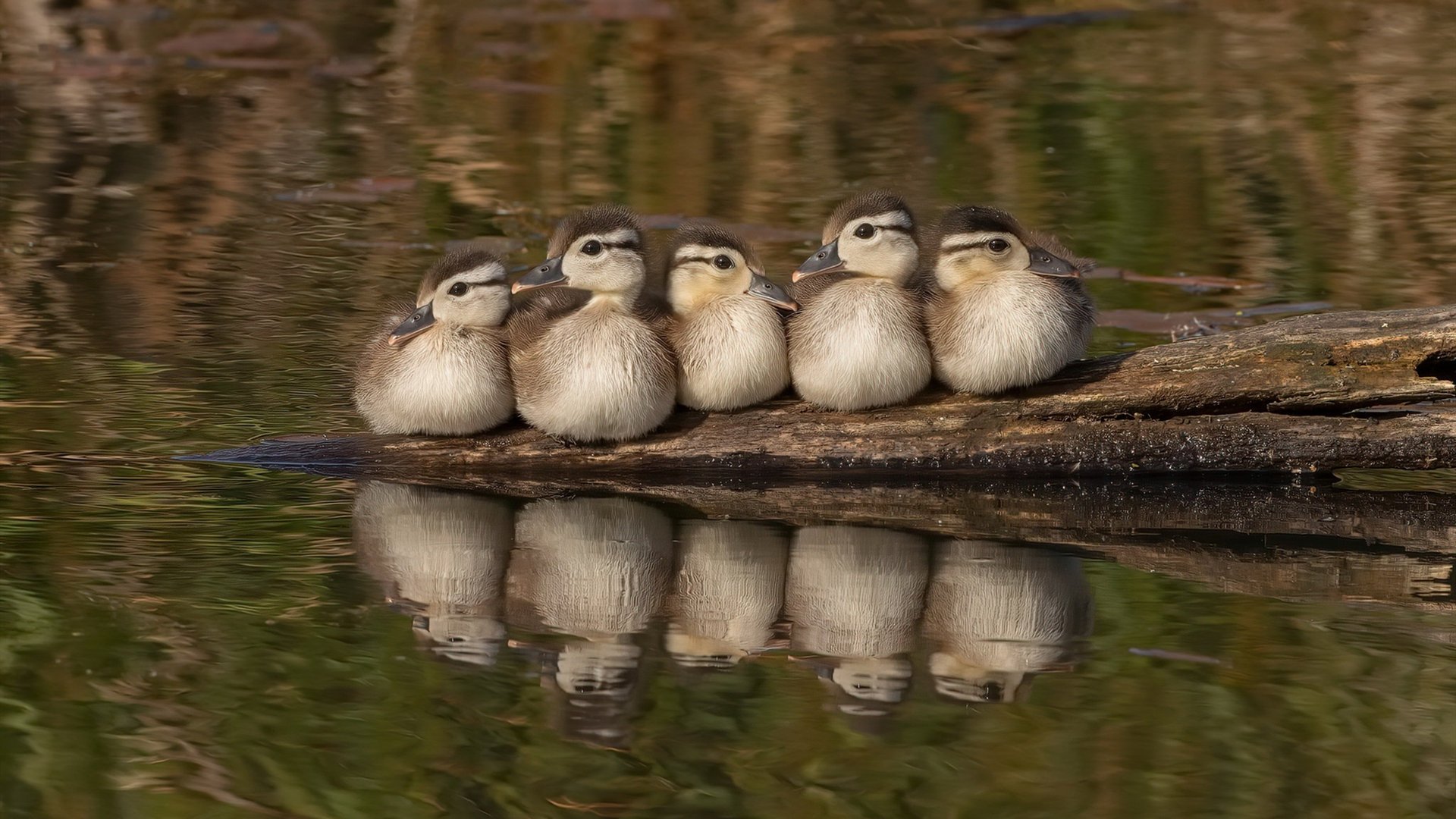 开云下载-从NBA季后赛的巨星时刻到欧洲足坛的国家金矿,国际米兰如何悄然收割阿尔及利亚天赋