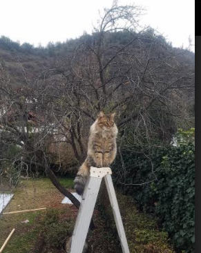 开云体育平台APP-篮球世界的双重奏，尼克斯生死战逆转深圳，范弗利特欧冠淘汰赛独揽风云