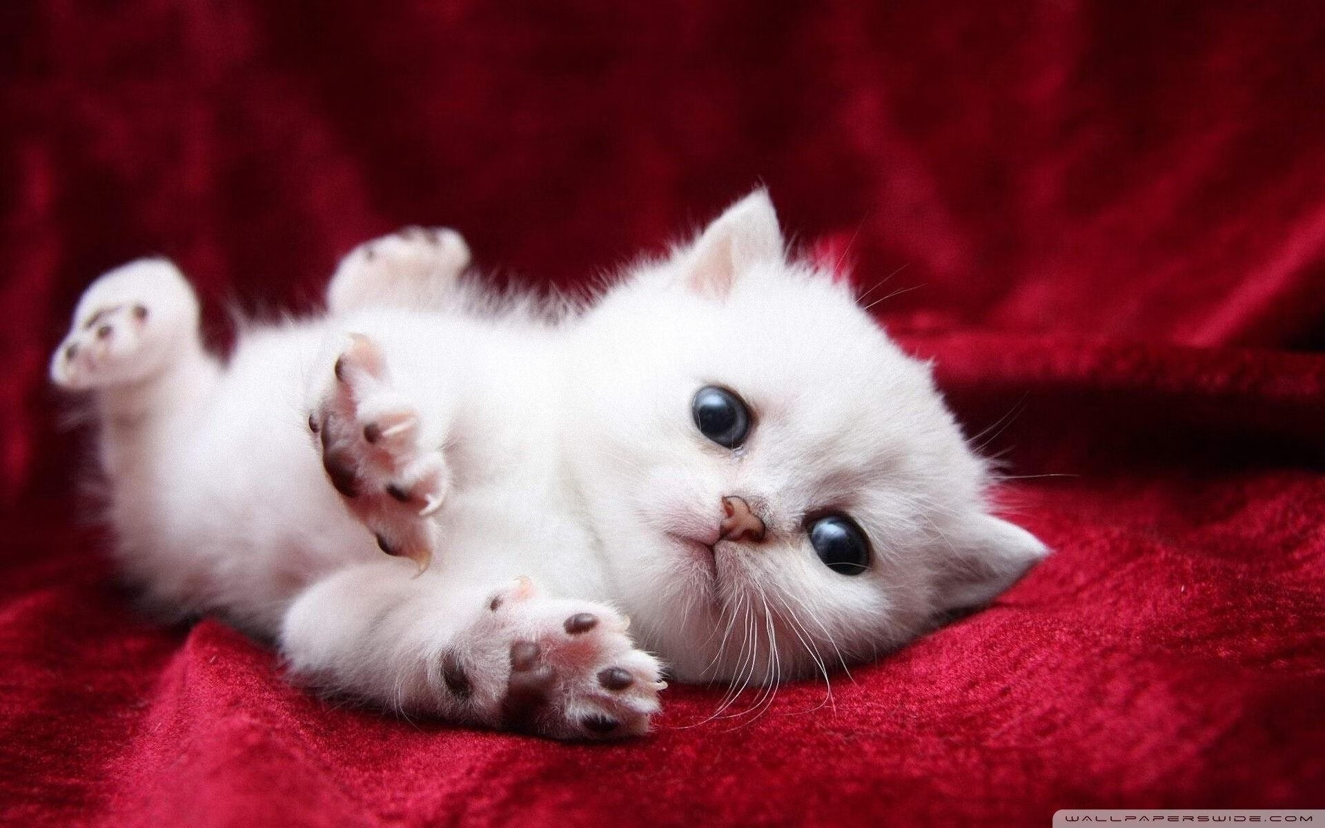 开云体育app-唯一性，德里赫特式的胜利—当铁血防线决定金色黎明