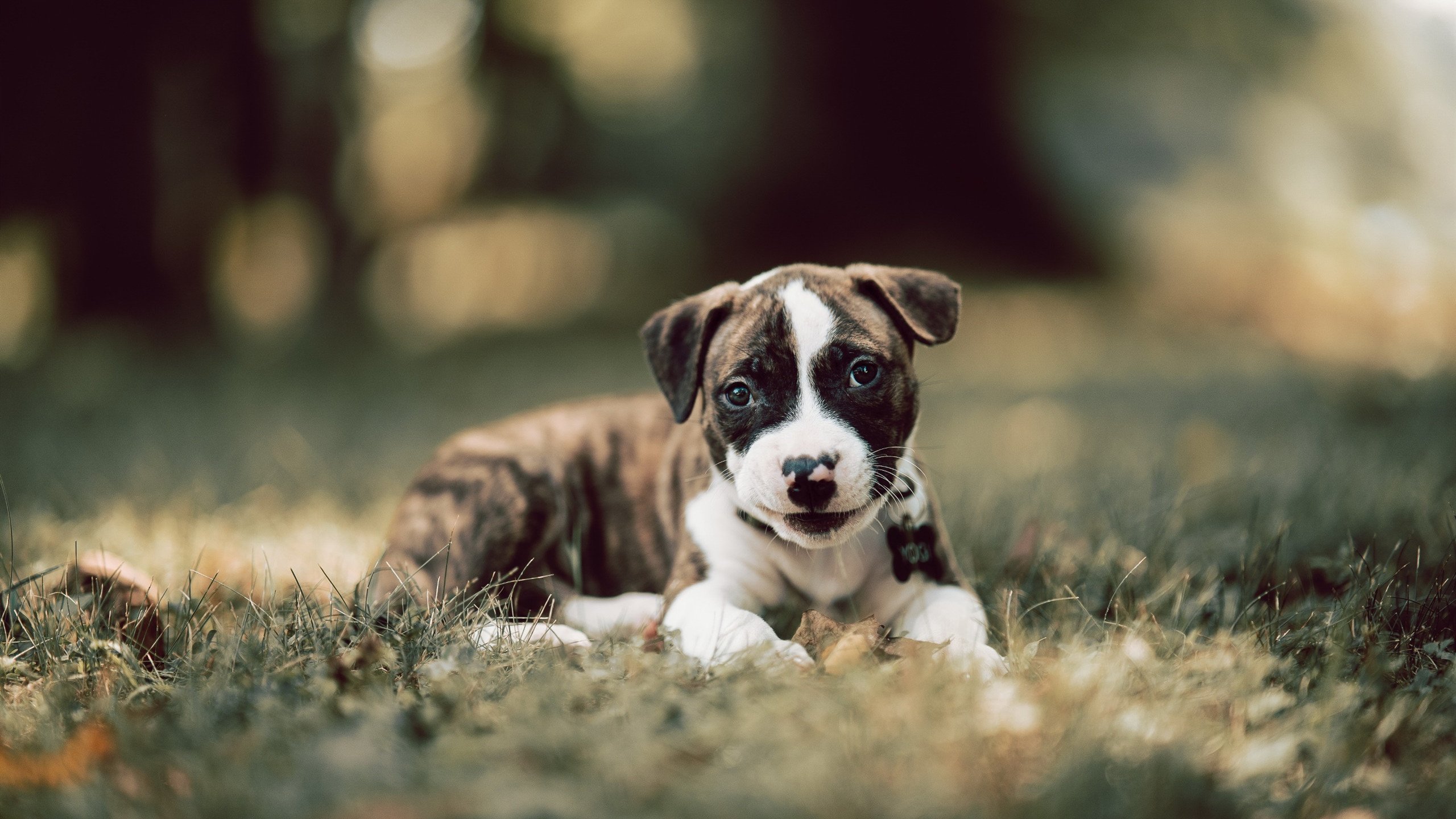 开云体育平台APP-错位的致敬,克罗地亚对阵伊朗,佩德里如何成为看不见的攻防转换核心