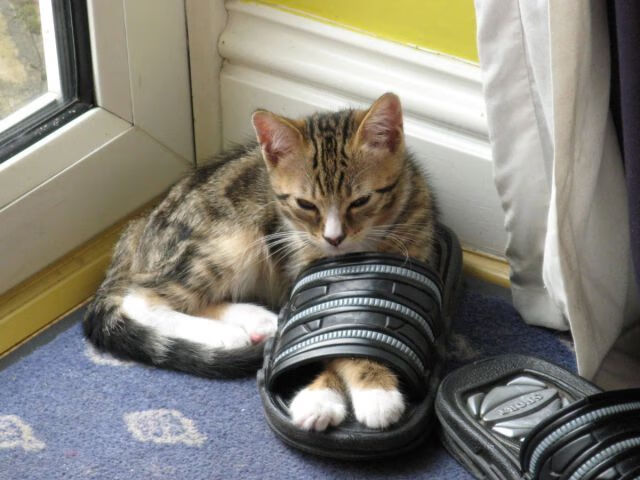 开云APP-压哨时刻的王者,牙买加与卡塞米罗,相隔万里的同一种心跳