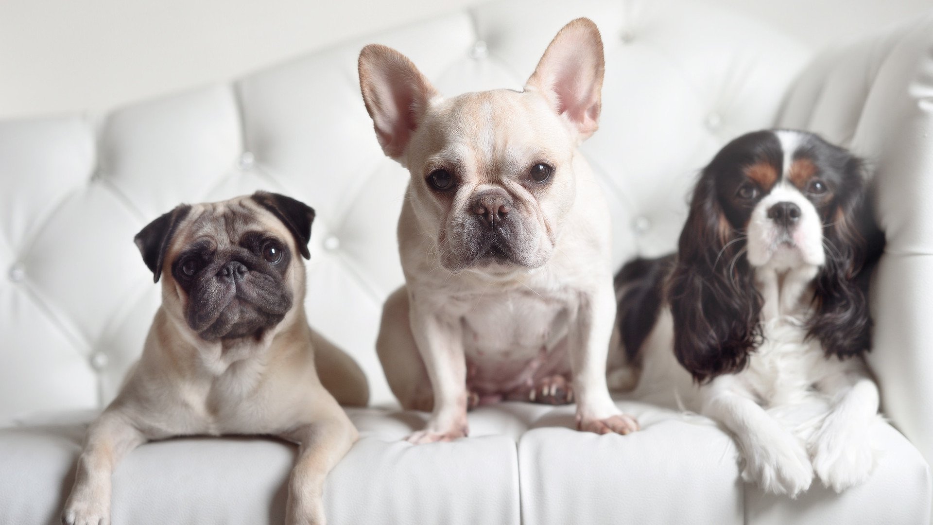 极速与热血的终极对决，当F1冠军战遇上辽宁逆袭湖人