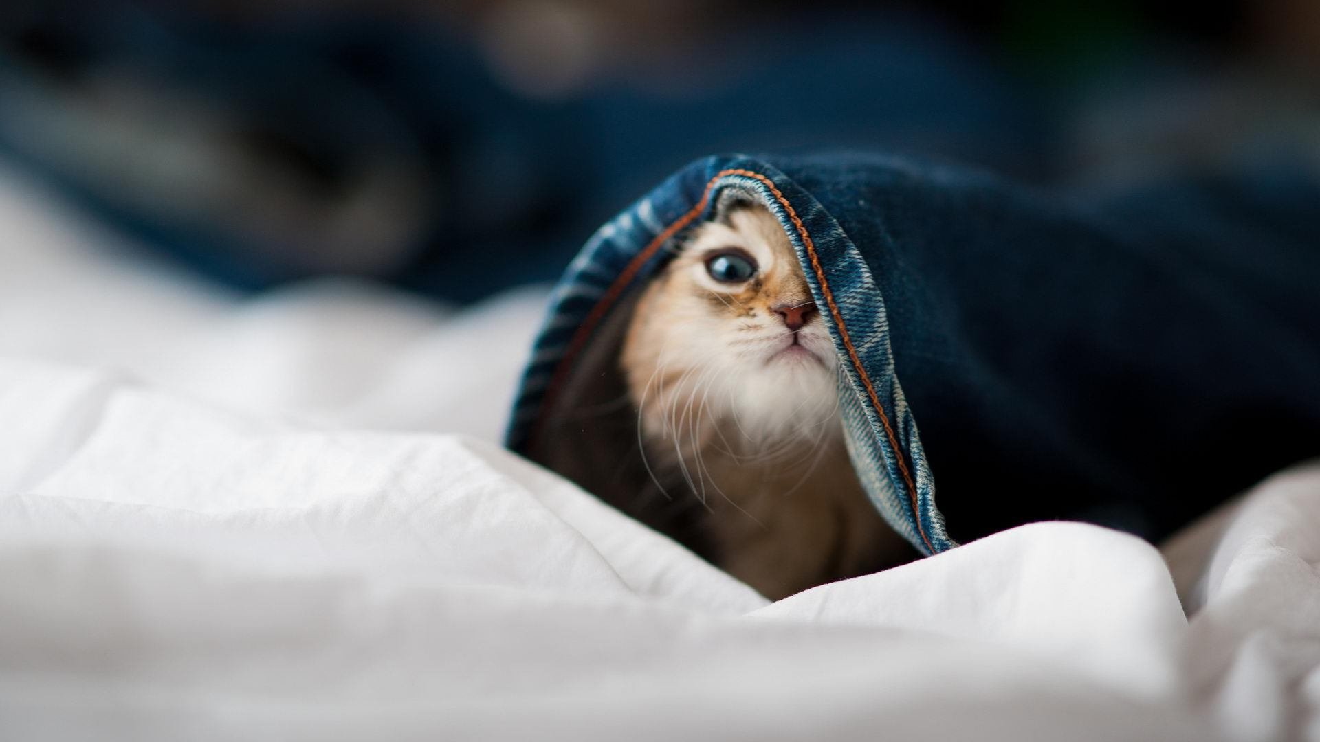 开云体育在线-英超争冠格局投射CBA，辽宁队客场斩落快船的战术启示