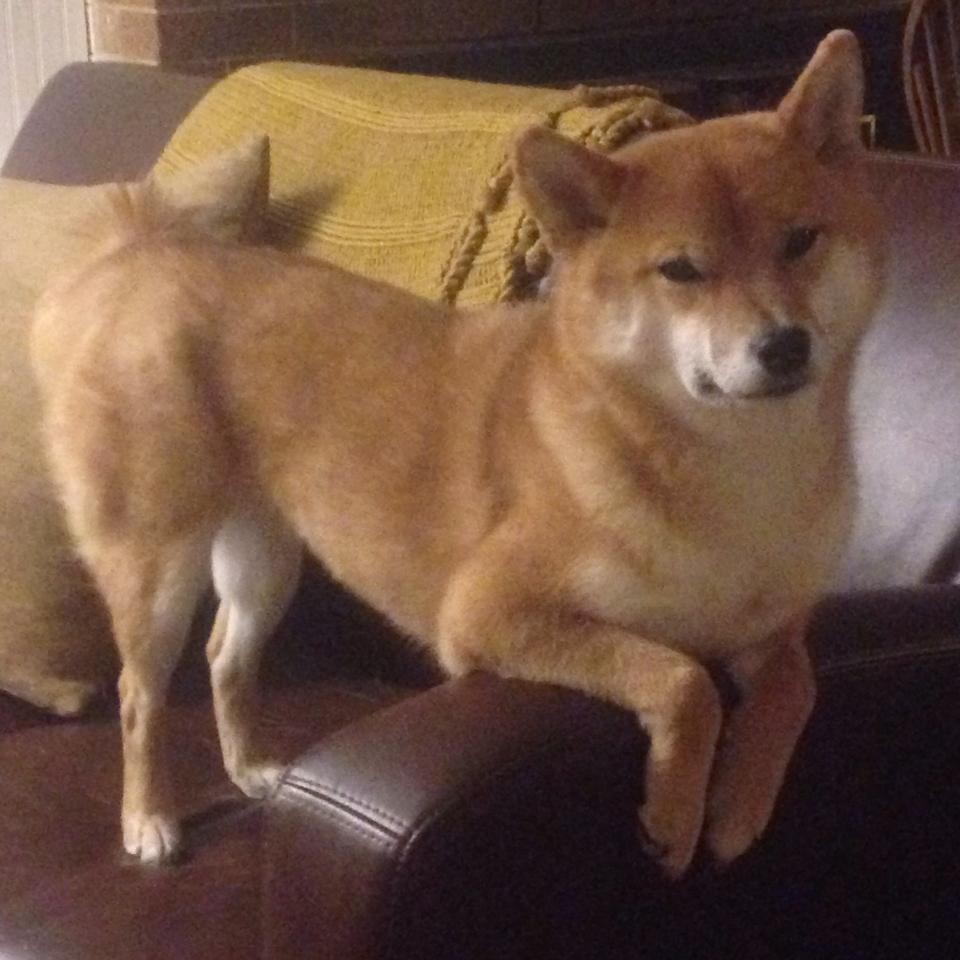 直布罗陀上的巨人，当迦太基雄鹰在西决风暴眼击穿星月军团