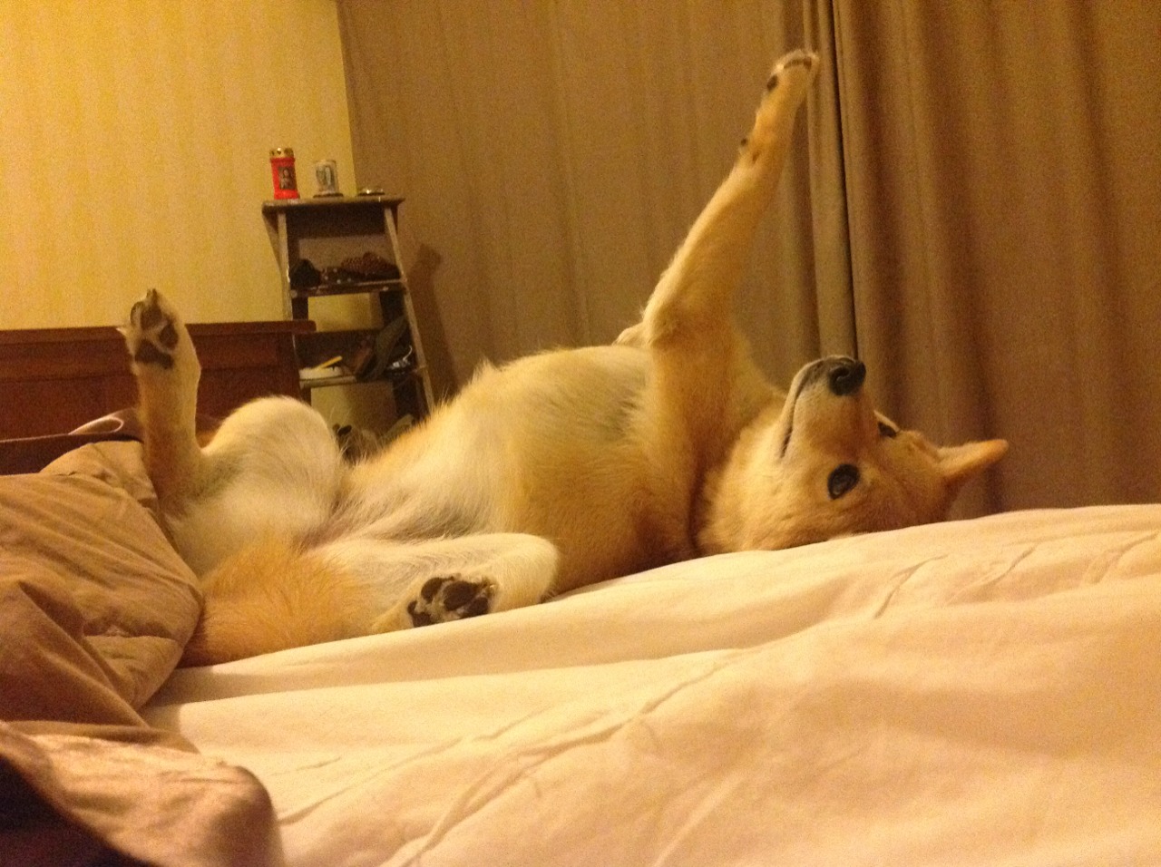 从NBA季后赛到国际博弈，委内瑞拉的挡拆战术如何稳稳锁定埃及