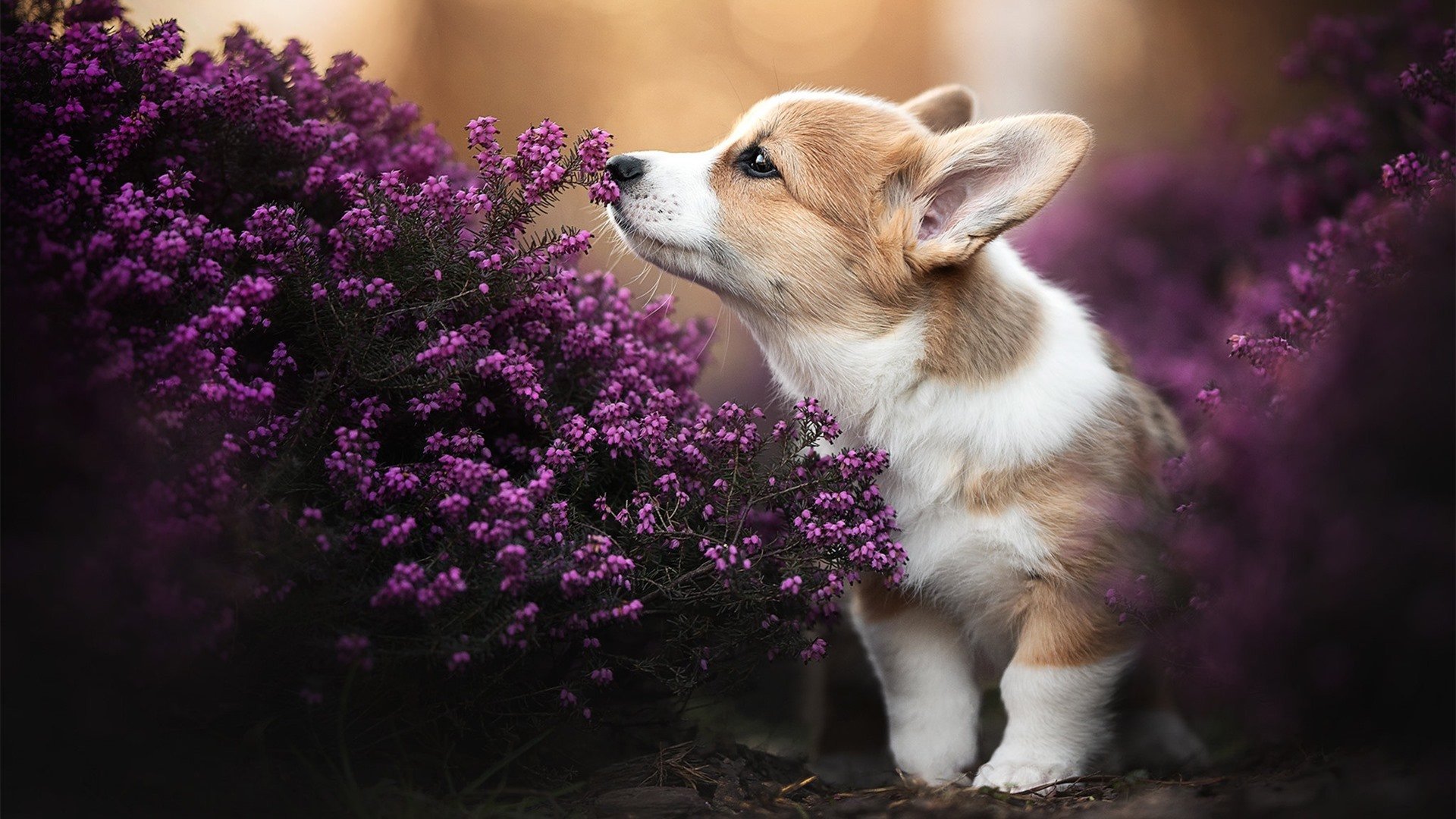 一己之力掀翻银河战舰，奥斯梅恩让马竞在德比中稳稳拿下皇马