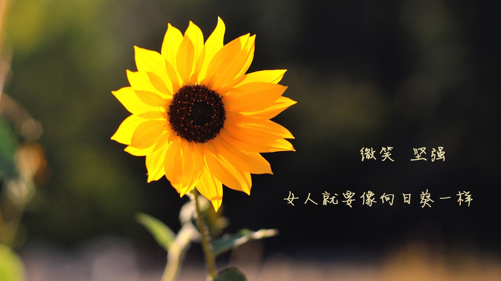 开云体育在线-逆转之夜,当吉鲁的绝杀让整个阿根廷沉默